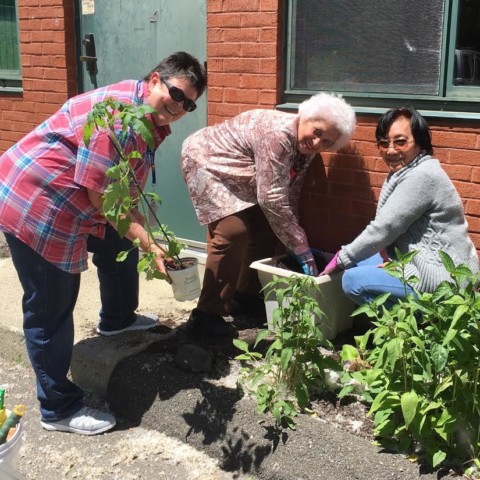 Elmwood Hall Garden Club Plants Tomatoes!