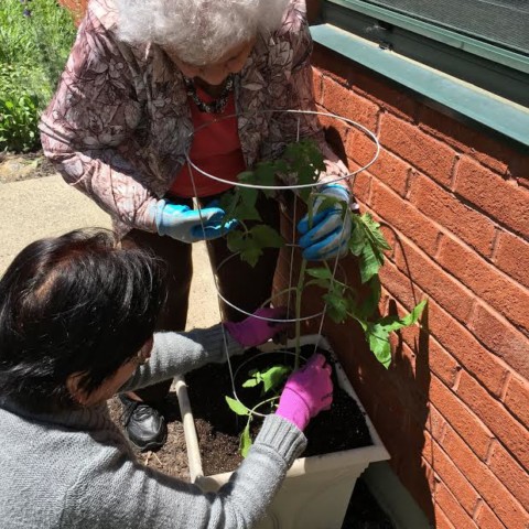 Great Job with those Tomatoes Garden Club!