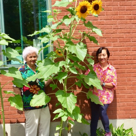 Towering Sunflowers!